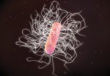 Faecal transfer: how healthy donor faeces could be used to treat C.diff infection An image to illustrate c.diff infection and faecal transfer||