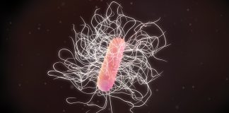 An image to illustrate c.diff infection and faecal transfer||