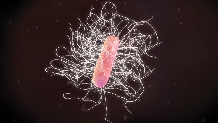 An image to illustrate c.diff infection and faecal transfer||
