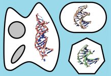 RNA and RNA-protein interactions: computer software for 3D modelling An image to illustrate RNA prediction and modelling