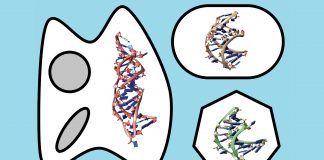 An image to illustrate RNA prediction and modelling