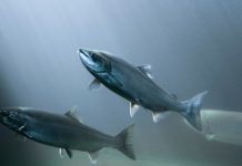 Water quality parameters and data visualisation in aquaculture water quality parameters