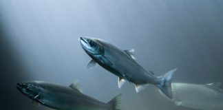 water quality parameters