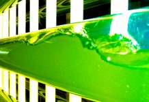 Algae production in aquaculture: innovation to reduce costs algae production in aquaculture