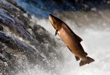 The bacteria which will help RAS aquaculture fulfil its potential ras aquaculture