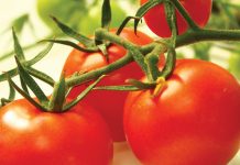 Phytoponics: the new hydroponic technology