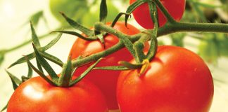 Phytoponics: the new hydroponic technology