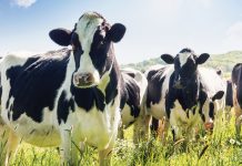 Burning issues for animal gene banks: news from IMAGE H2020 project An image to illustrate animal gene banks and the effort to conserve livestock genetic diversity