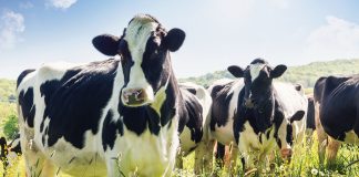 An image to illustrate animal gene banks and the effort to conserve livestock genetic diversity