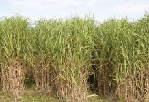 Masters of magic: using marginal lands for growing industrial crops