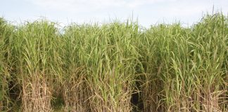 Masters of magic: using marginal lands for growing industrial crops