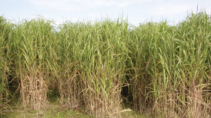 Masters of magic: using marginal lands for growing industrial crops