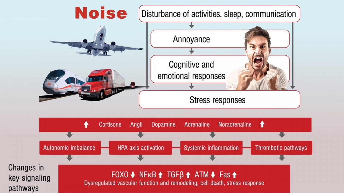 stress hormones in the research on cardiovascular effects of noise