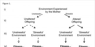 Understanding the evolution of maternal stress effects and seemingly maladaptive outcomes