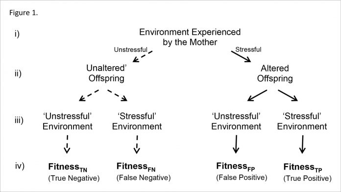 Understanding the evolution of maternal stress effects and seemingly maladaptive outcomes