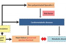 New targets and novel biomarkers in cardiometabolic diseases