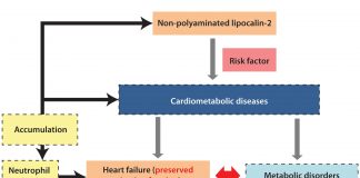 New targets and novel biomarkers in cardiometabolic diseases