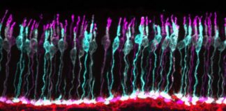 Accelerating translational eye research