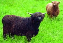 The shifting landscape of animal genetic resources in Europe An image to illustrate animal genetic resources