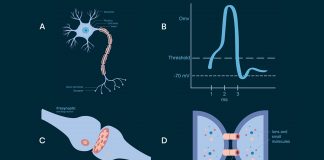 Neuro-electric waves in the brain