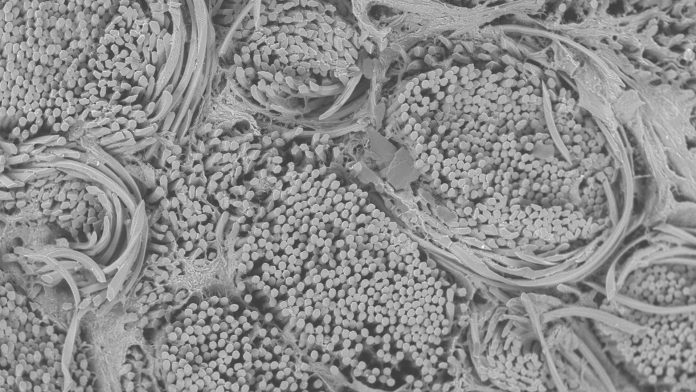 Developing bioactive and biodegradable synthetic ligaments