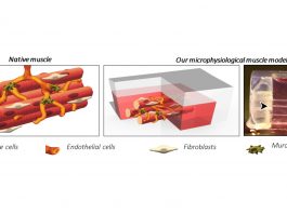 Microphysiological systems: advancing drug and biological therapies discovery|Horizon Europe: open to the world|Mucopolysaccharidoses: future therapies and perspectives
