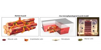 Microphysiological systems: advancing drug and biological therapies discovery|Horizon Europe: open to the world|Mucopolysaccharidoses: future therapies and perspectives
