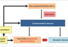 New targets and novel biomarkers in cardiometabolic diseases