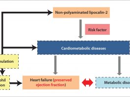 New targets and novel biomarkers in cardiometabolic diseases