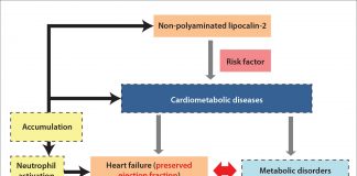 New targets and novel biomarkers in cardiometabolic diseases