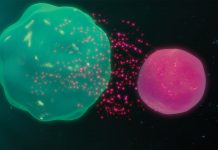 What to do when the immune system is out of control and attacks the body