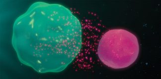 What to do when the immune system is out of control and attacks the body