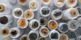 fungal pathogens in food Agrosustain