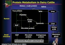 An image to illustrate microbial protein synthesis in dairy cows