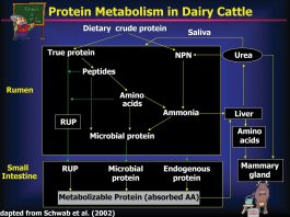 An image to illustrate microbial protein synthesis in dairy cows