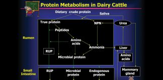 An image to illustrate microbial protein synthesis in dairy cows