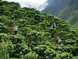 World Coffee Research: the future of coffee