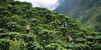 World Coffee Research: the future of coffee