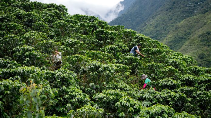 World Coffee Research: the future of coffee