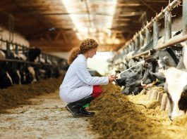 food safety standards in agriculture