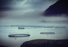 AI in aquaculture: shaping the future with Observe Technologies ai in aquaculture