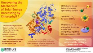Solar energy harvested by chlorophyll 