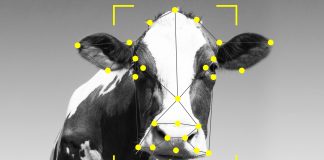 cattle facial recognition