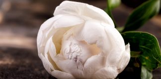 fungal flower protection