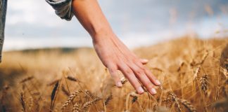 Gain protein measurement