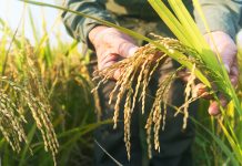 GrainSense’s grain quality measurement device to launch in Greece Grain measurement