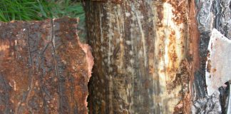 Does bark beetle-caused tree mortality lead to more severe wildfires?