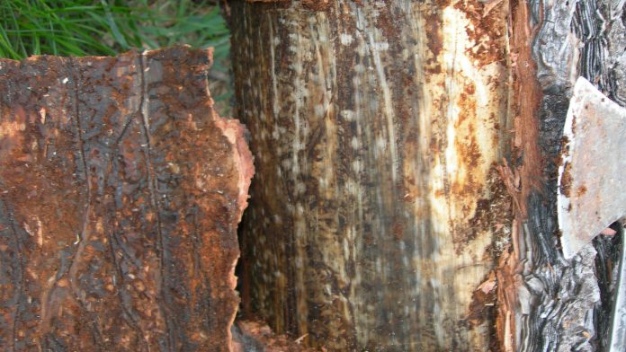Does bark beetle-caused tree mortality lead to more severe wildfires?