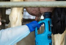 The sound of a healthy herd: Acoustic technology for dairy farmers Dairy cattle treatment