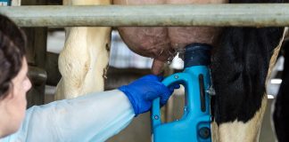 Dairy cattle treatment